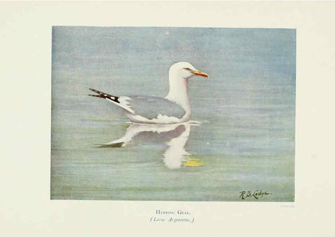 Reproducción/Reproduction 6127324366: Pictures of bird life London :S. H. Bousfield,1903