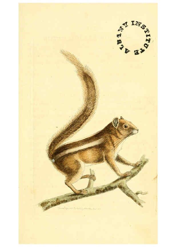 Reproducción/Reproduction 6127562786: The zoological miscellany. v.1. London :Printed by B. McMillan for E. Nodder & Son and sold by all booksellers,1814-1817
