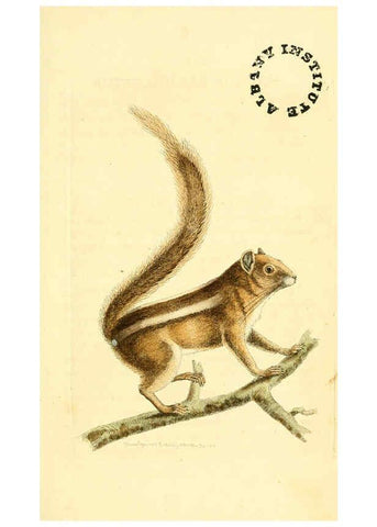 Reproducción/Reproduction 6127562786: The zoological miscellany. v.1. London :Printed by B. McMillan for E. Nodder & Son and sold by all booksellers,1814-1817