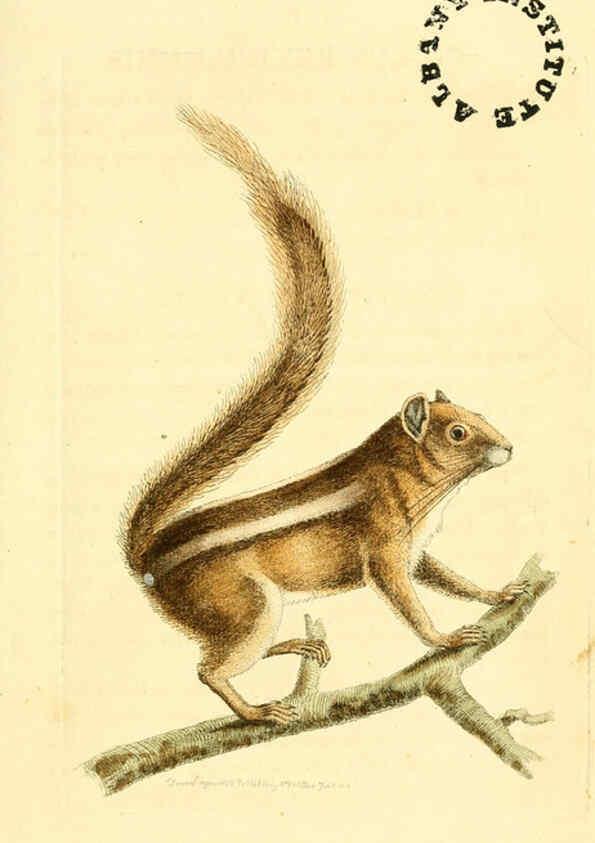 Reproducción/Reproduction 6127562786: The zoological miscellany. v.1. London :Printed by B. McMillan for E. Nodder & Son and sold by all booksellers,1814-1817
