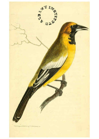 Reproducción/Reproduction 6127015585: The zoological miscellany. v.1. London :Printed by B. McMillan for E. Nodder & Son and sold by all booksellers,1814-1817