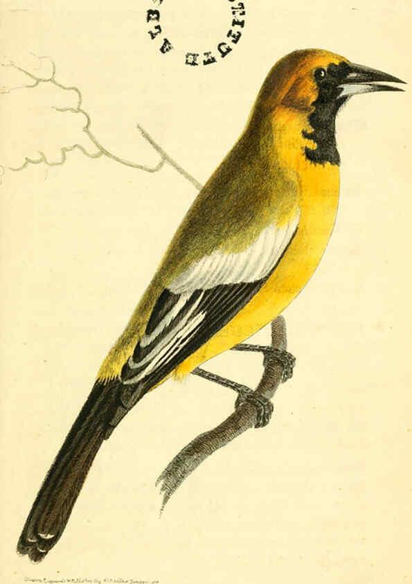 Reproducción/Reproduction 6127015585: The zoological miscellany. v.1. London :Printed by B. McMillan for E. Nodder & Son and sold by all booksellers,1814-1817