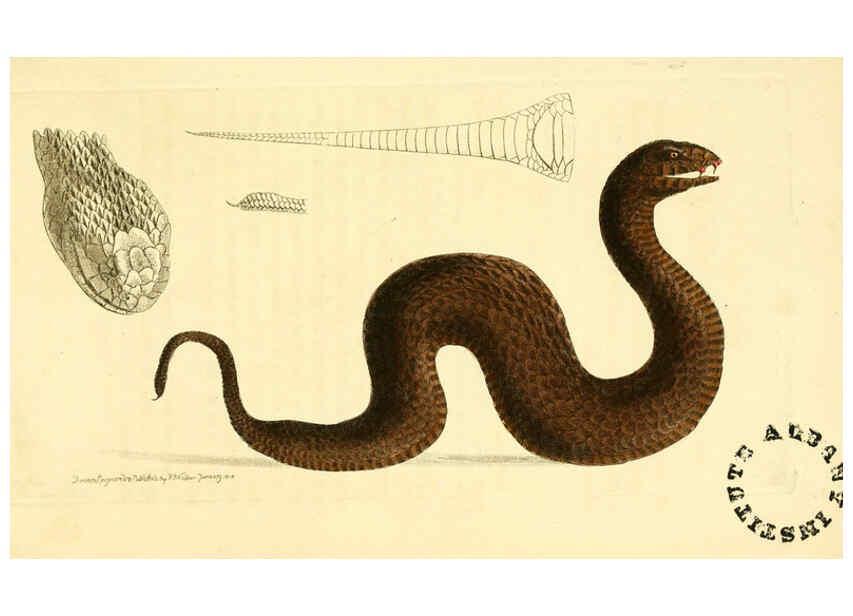 Reproducción/Reproduction 6127016057: The zoological miscellany. v.1. London :Printed by B. McMillan for E. Nodder & Son and sold by all booksellers,1814-1817