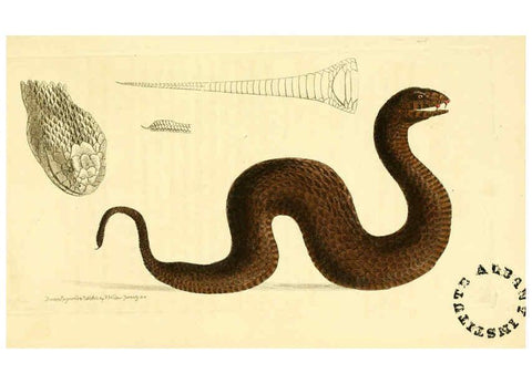 Reproducción/Reproduction 6127016057: The zoological miscellany. v.1. London :Printed by B. McMillan for E. Nodder & Son and sold by all booksellers,1814-1817