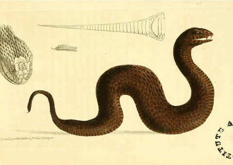 Reproducción/Reproduction 6127016057: The zoological miscellany. v.1. London :Printed by B. McMillan for E. Nodder & Son and sold by all booksellers,1814-1817