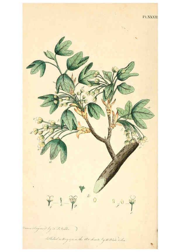 Reproducción/Reproduction 6126704441: Thirty-eight plates, with explanations London :J. White,1799