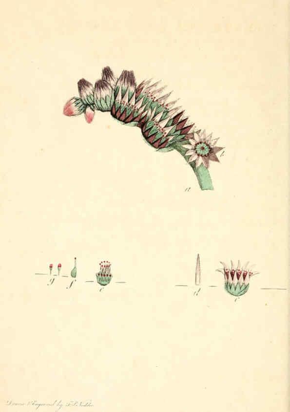 Reproducción/Reproduction 6126700257: Thirty-eight plates, with explanations London :J. White,1799