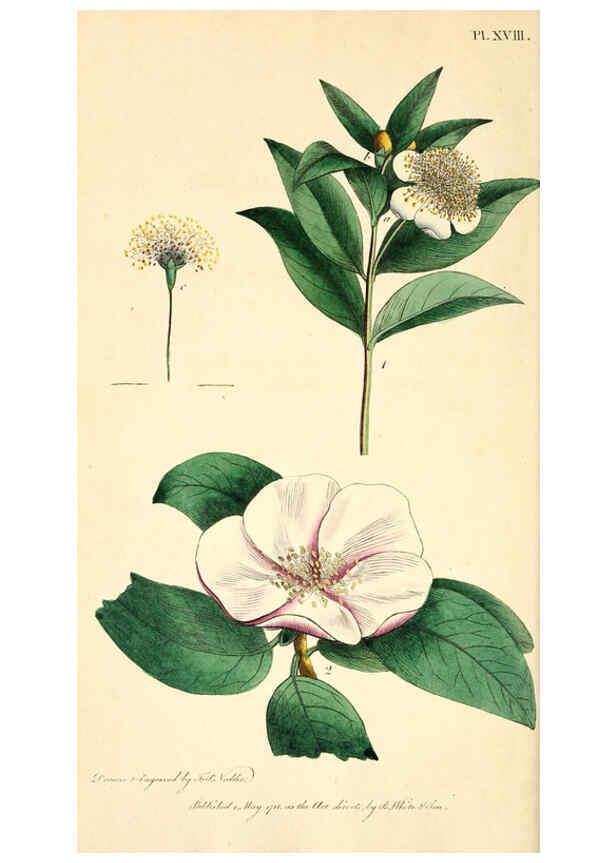Reproducción/Reproduction 6127247014: Thirty-eight plates, with explanations London :J. White,1799