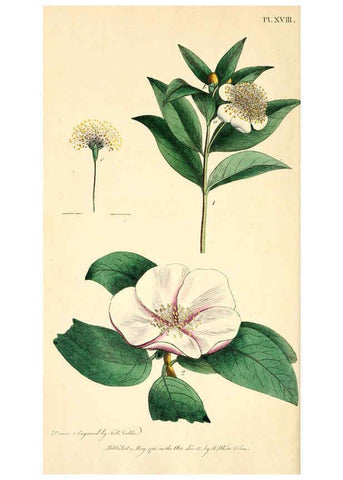 Reproducción/Reproduction 6127247014: Thirty-eight plates, with explanations London :J. White,1799