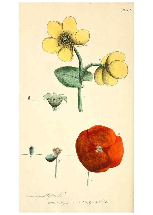 Reproducción/Reproduction 6126700771: Thirty-eight plates, with explanations London :J. White,1799