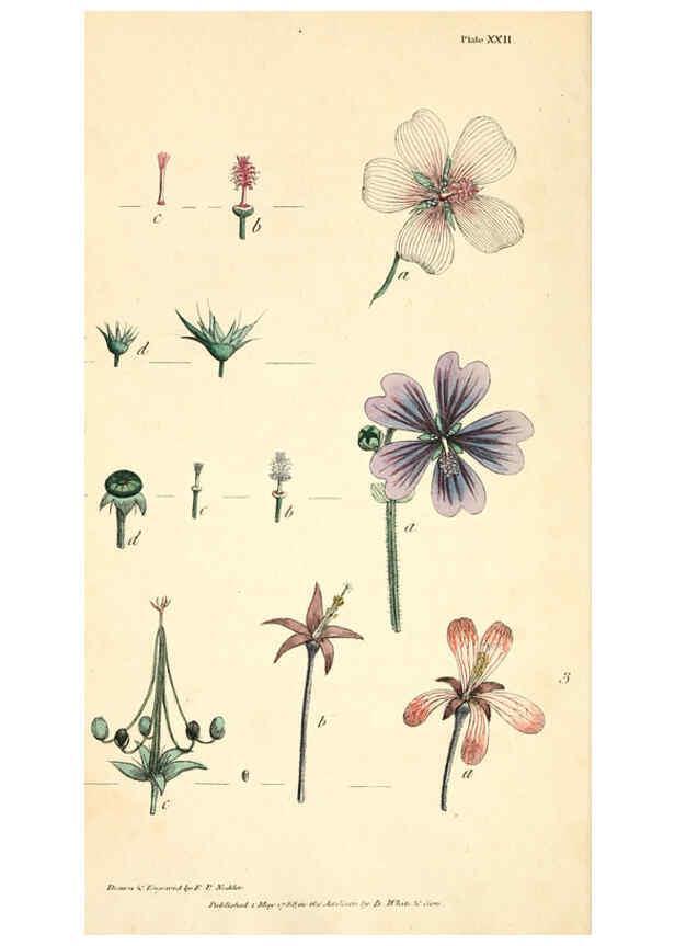 Reproducción/Reproduction 6126701501: Thirty-eight plates, with explanations London :J. White,1799