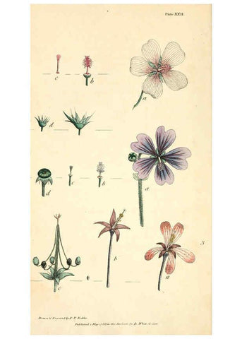 Reproducción/Reproduction 6126701501: Thirty-eight plates, with explanations London :J. White,1799