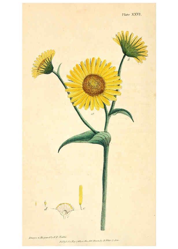 Reproducción/Reproduction 6126702641: Thirty-eight plates, with explanations London :J. White,1799