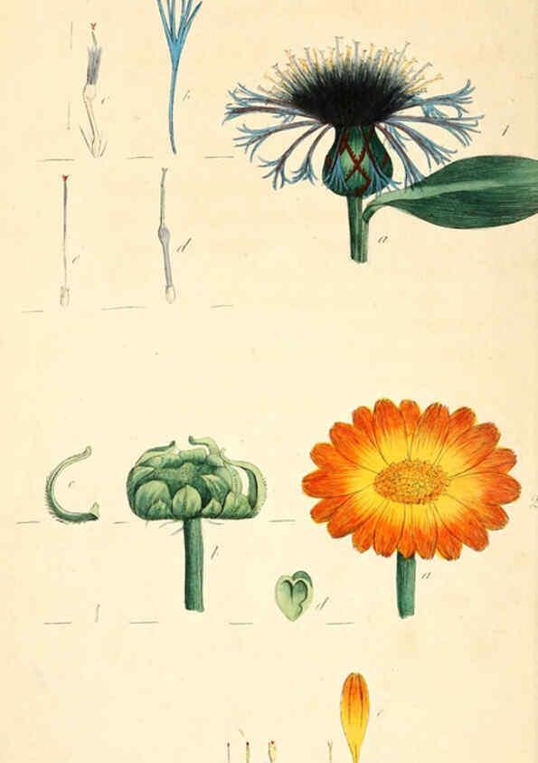 Reproducción/Reproduction 6126702903: Thirty-eight plates, with explanations London :J. White,1799