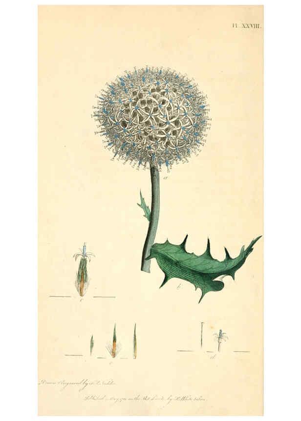 Reproducción/Reproduction 6126703199: Thirty-eight plates, with explanations London :J. White,1799