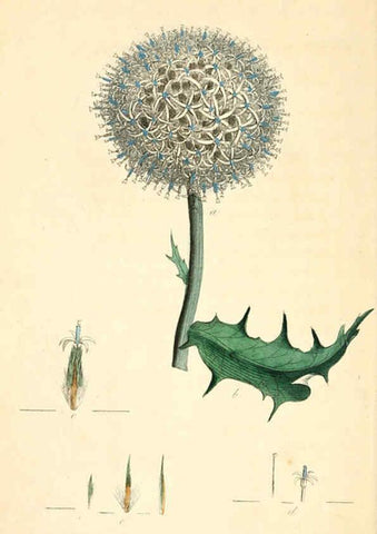 Reproducción/Reproduction 6126703199: Thirty-eight plates, with explanations London :J. White,1799