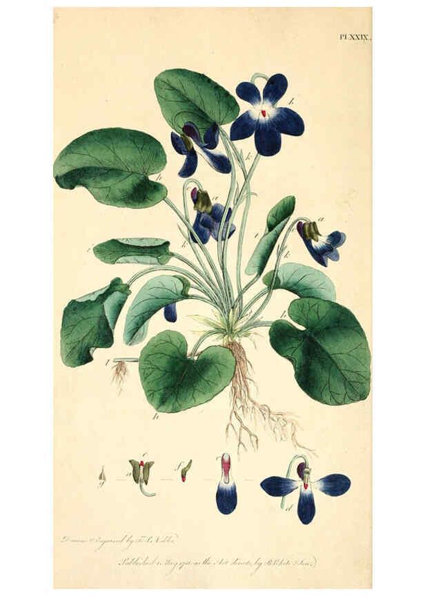 Reproducción/Reproduction 6127249952: Thirty-eight plates, with explanations London :J. White,1799