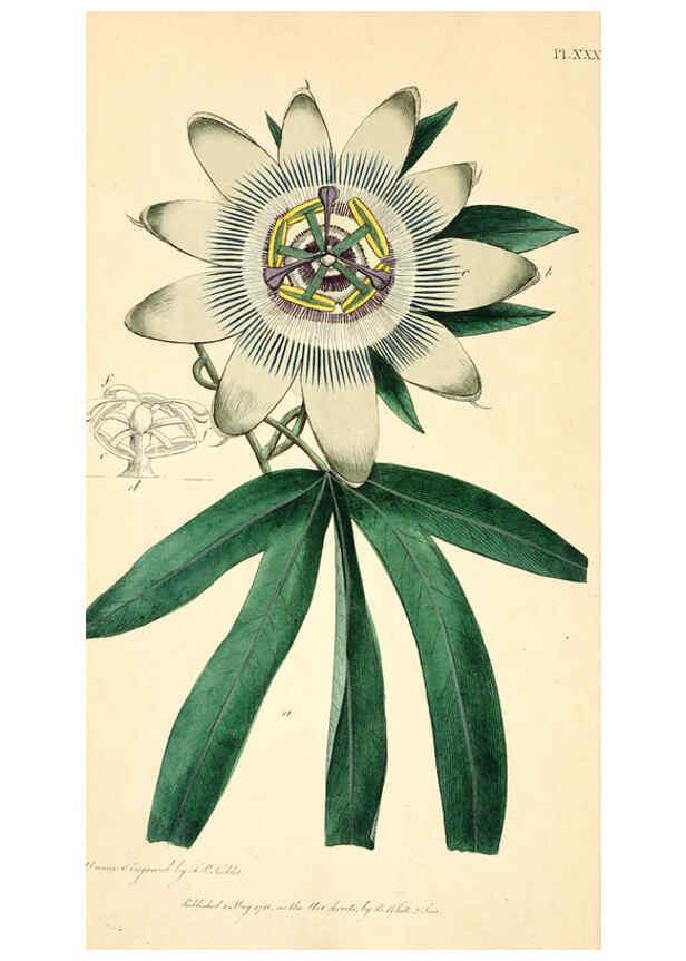 Reproducción/Reproduction 6126703765: Thirty-eight plates, with explanations London :J. White,1799