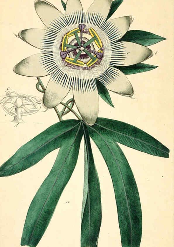 Reproducción/Reproduction 6126703765: Thirty-eight plates, with explanations London :J. White,1799