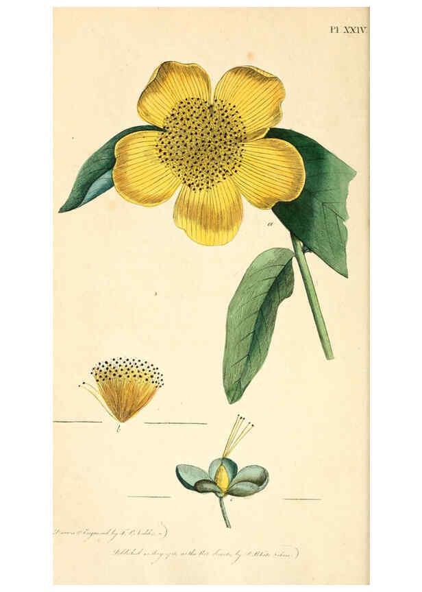 Reproducción/Reproduction 6126702141: Thirty-eight plates, with explanations London :J. White,1799