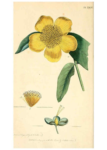 Reproducción/Reproduction 6126702141: Thirty-eight plates, with explanations London :J. White,1799