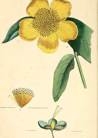 Reproducción/Reproduction 6126702141: Thirty-eight plates, with explanations London :J. White,1799