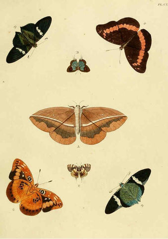 Reproducción/Reproduction 6127784270: De uitlandsche kapellen. v.2. A Amsteldam :Chez Barthelmy Wild,1779-1782 [i.e. 1775-1782] 