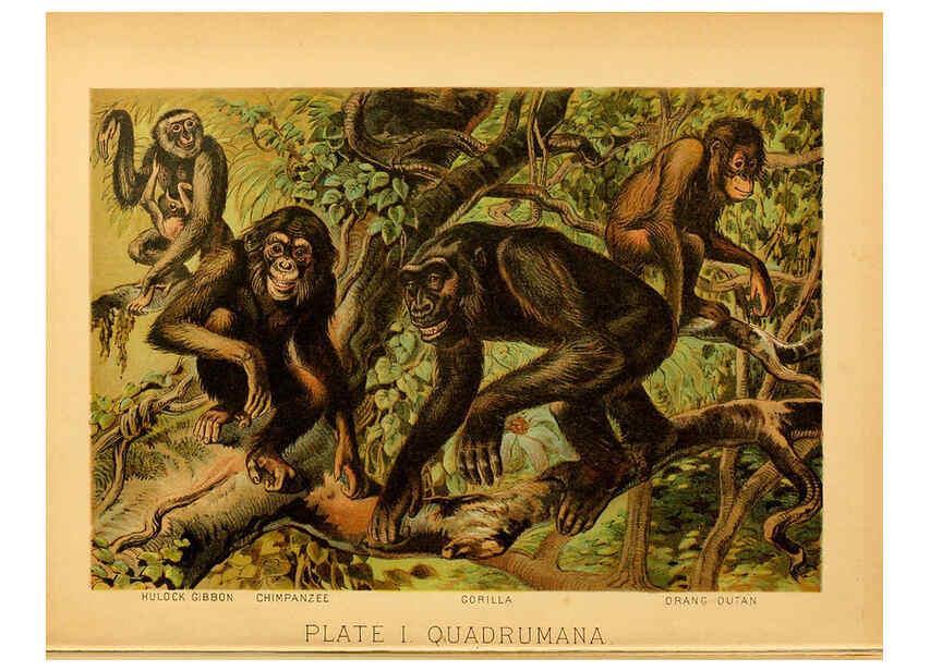 Reproducción/Reproduction 6130241952: The animal kingdom; based upon the writings of the eminent naturalists, Audubon, Wallace, Brehm, Wood and others. New York :Johnson & Bailey,1897
