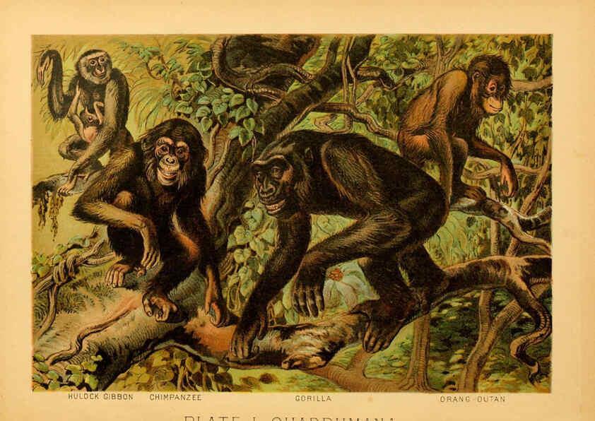 Reproducción/Reproduction 6130241952: The animal kingdom; based upon the writings of the eminent naturalists, Audubon, Wallace, Brehm, Wood and others. New York :Johnson & Bailey,1897