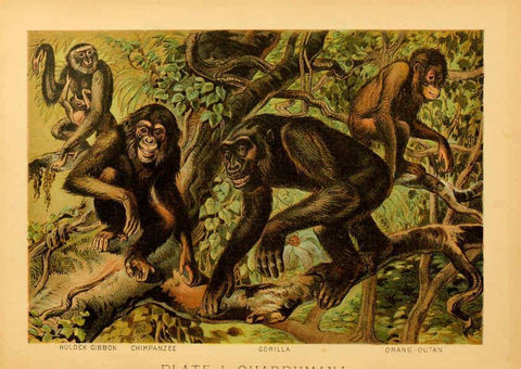Reproducción/Reproduction 6130241952: The animal kingdom; based upon the writings of the eminent naturalists, Audubon, Wallace, Brehm, Wood and others. New York :Johnson & Bailey,1897
