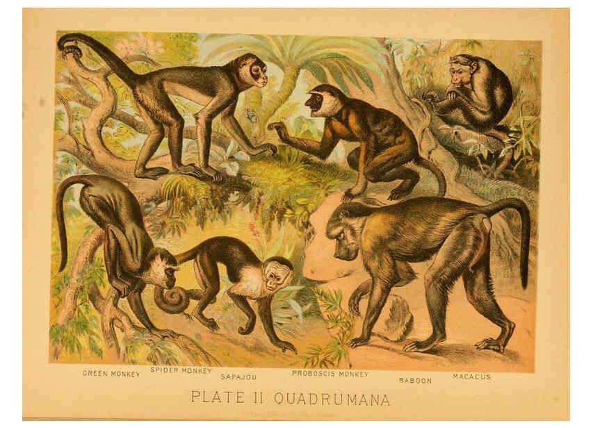 Reproducción/Reproduction 6130242152: The animal kingdom; based upon the writings of the eminent naturalists, Audubon, Wallace, Brehm, Wood and others. New York :Johnson & Bailey,1897