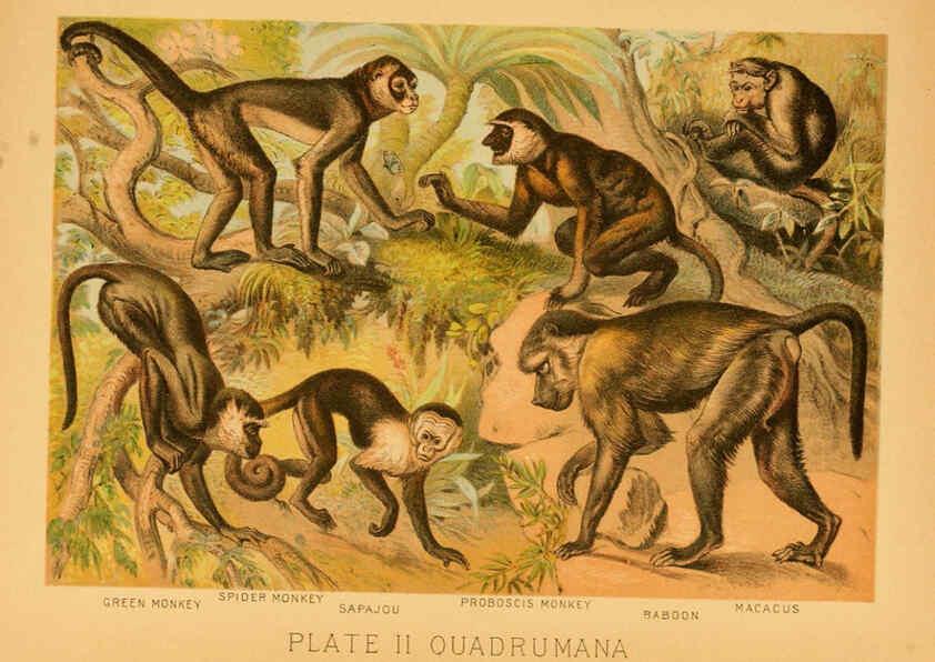 Reproducción/Reproduction 6130242152: The animal kingdom; based upon the writings of the eminent naturalists, Audubon, Wallace, Brehm, Wood and others. New York :Johnson & Bailey,1897