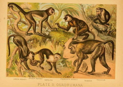 Reproducción/Reproduction 6130242152: The animal kingdom; based upon the writings of the eminent naturalists, Audubon, Wallace, Brehm, Wood and others. New York :Johnson & Bailey,1897