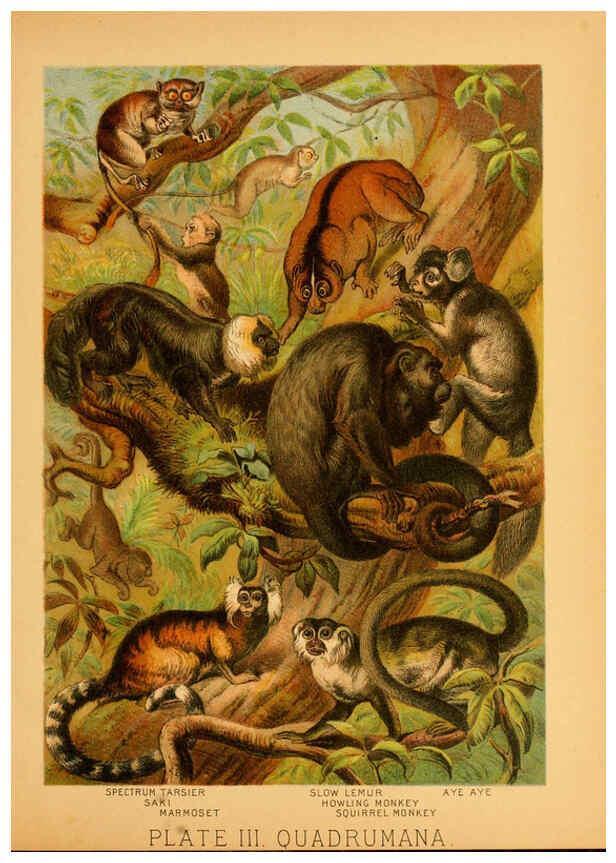 Reproducción/Reproduction 6130242394: The animal kingdom; based upon the writings of the eminent naturalists, Audubon, Wallace, Brehm, Wood and others. New York :Johnson & Bailey,1897