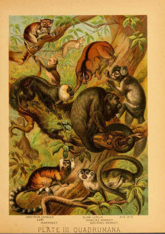 Reproducción/Reproduction 6130242394: The animal kingdom; based upon the writings of the eminent naturalists, Audubon, Wallace, Brehm, Wood and others. New York :Johnson & Bailey,1897