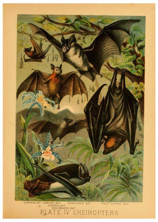 Reproducción/Reproduction 6130242668: The animal kingdom; based upon the writings of the eminent naturalists, Audubon, Wallace, Brehm, Wood and others. New York :Johnson & Bailey,1897