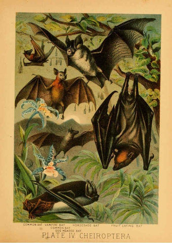 Reproducción/Reproduction 6130242668: The animal kingdom; based upon the writings of the eminent naturalists, Audubon, Wallace, Brehm, Wood and others. New York :Johnson & Bailey,1897