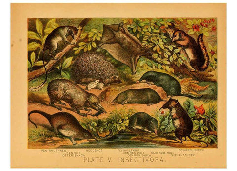 Reproducción/Reproduction 6130242926: The animal kingdom; based upon the writings of the eminent naturalists, Audubon, Wallace, Brehm, Wood and others. New York :Johnson & Bailey,1897