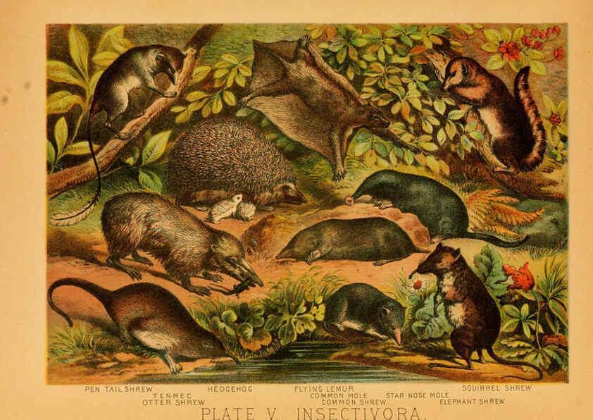 Reproducción/Reproduction 6130242926: The animal kingdom; based upon the writings of the eminent naturalists, Audubon, Wallace, Brehm, Wood and others. New York :Johnson & Bailey,1897
