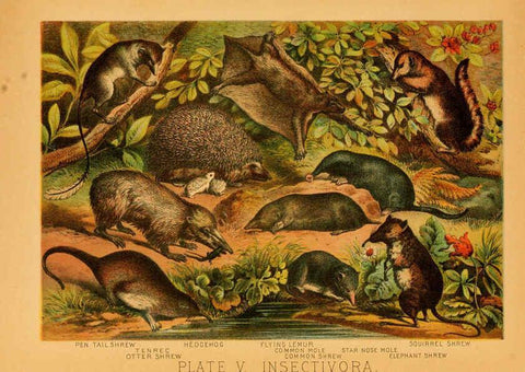 Reproducción/Reproduction 6130242926: The animal kingdom; based upon the writings of the eminent naturalists, Audubon, Wallace, Brehm, Wood and others. New York :Johnson & Bailey,1897