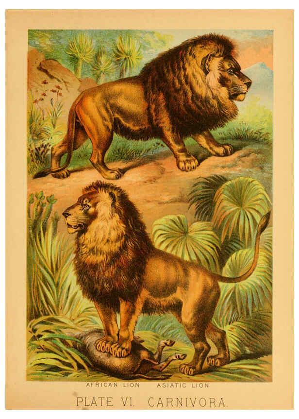 Reproducción/Reproduction 6129693253: The animal kingdom; based upon the writings of the eminent naturalists, Audubon, Wallace, Brehm, Wood and others. New York :Johnson & Bailey,1897