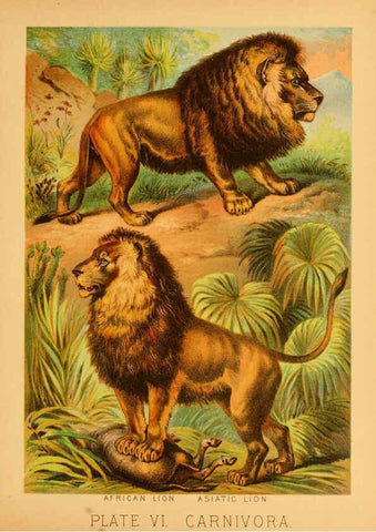 Reproducción/Reproduction 6129693253: The animal kingdom; based upon the writings of the eminent naturalists, Audubon, Wallace, Brehm, Wood and others. New York :Johnson & Bailey,1897