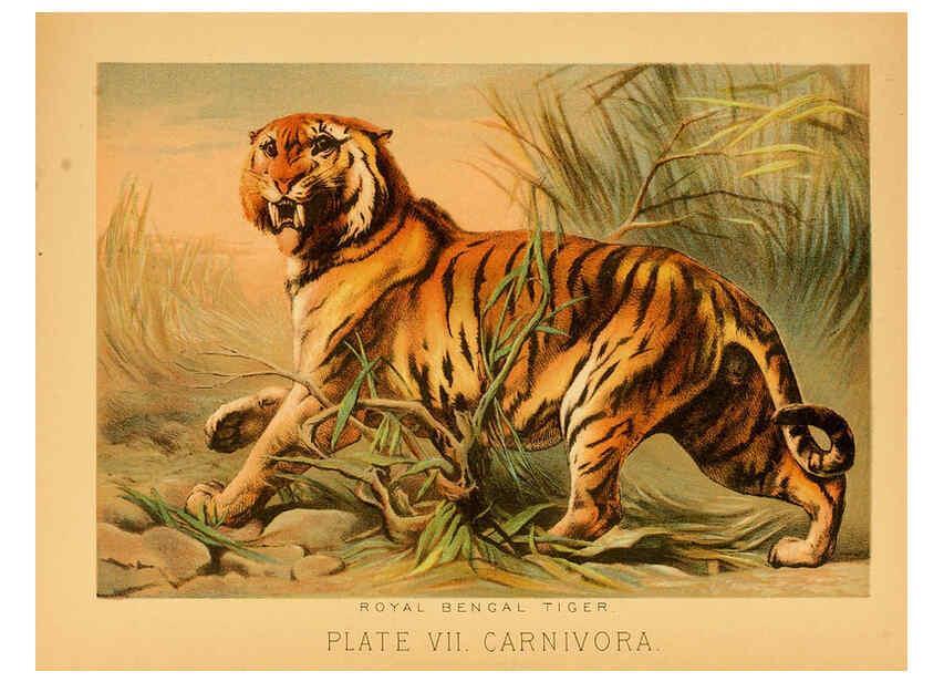 Reproducción/Reproduction 6129693551: The animal kingdom; based upon the writings of the eminent naturalists, Audubon, Wallace, Brehm, Wood and others. New York :Johnson & Bailey,1897