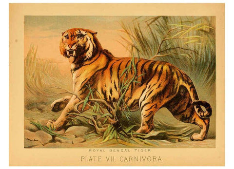 Reproducción/Reproduction 6129693551: The animal kingdom; based upon the writings of the eminent naturalists, Audubon, Wallace, Brehm, Wood and others. New York :Johnson & Bailey,1897