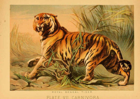 Reproducción/Reproduction 6129693551: The animal kingdom; based upon the writings of the eminent naturalists, Audubon, Wallace, Brehm, Wood and others. New York :Johnson & Bailey,1897