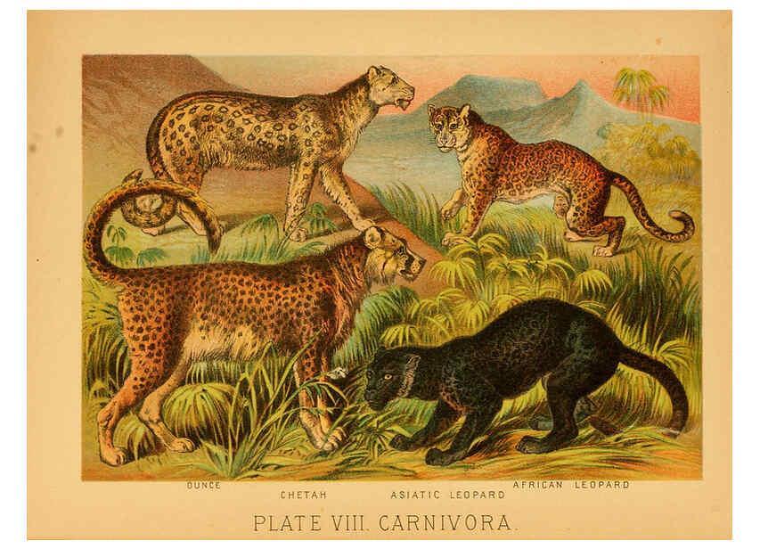 Reproducción/Reproduction 6129693689: The animal kingdom; based upon the writings of the eminent naturalists, Audubon, Wallace, Brehm, Wood and others. New York :Johnson & Bailey,1897