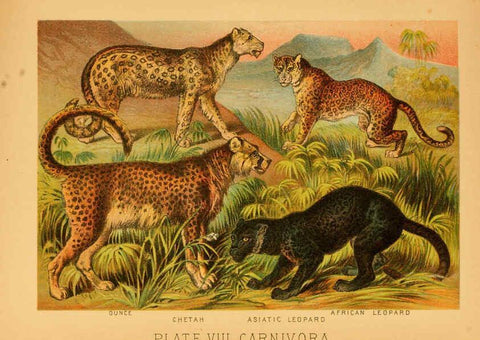 Reproducción/Reproduction 6129693689: The animal kingdom; based upon the writings of the eminent naturalists, Audubon, Wallace, Brehm, Wood and others. New York :Johnson & Bailey,1897