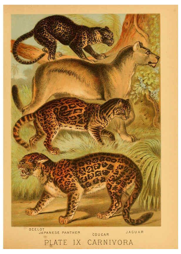 Reproducción/Reproduction 6130243814: The animal kingdom; based upon the writings of the eminent naturalists, Audubon, Wallace, Brehm, Wood and others. New York :Johnson & Bailey,1897