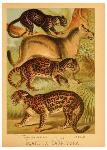 Reproducción/Reproduction 6130243814: The animal kingdom; based upon the writings of the eminent naturalists, Audubon, Wallace, Brehm, Wood and others. New York :Johnson & Bailey,1897
