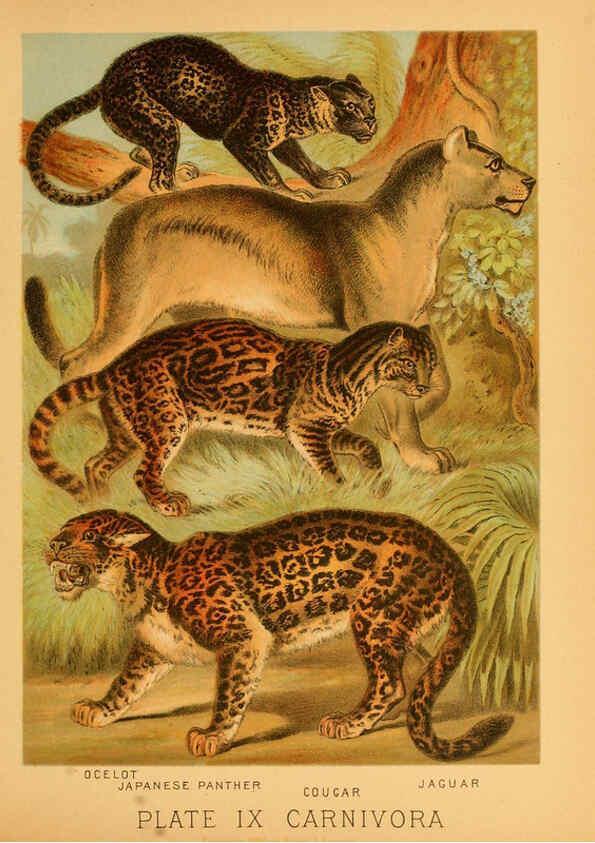 Reproducción/Reproduction 6130243814: The animal kingdom; based upon the writings of the eminent naturalists, Audubon, Wallace, Brehm, Wood and others. New York :Johnson & Bailey,1897